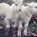 Ecogite Rural La Cle Des Champs * Peyrelongue-Abos