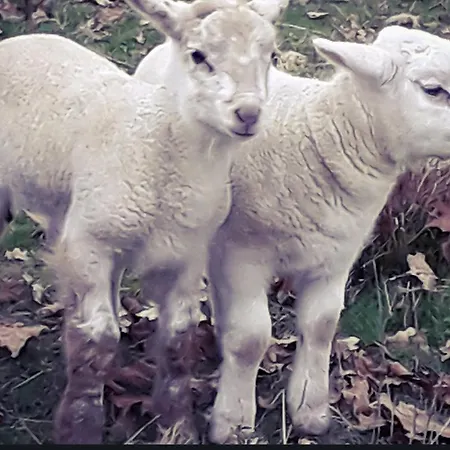 Ecogite Rural La Cle Des Champs * Peyrelongue-Abos