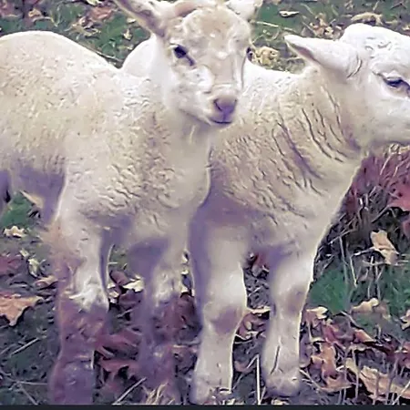 Ecogite Rural La Cle Des Champs *